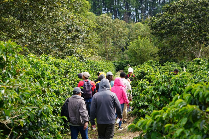 A mixed group of people walk away from the camera between lush green rows of coffee plants, with other green trees and shrubs visible beyond